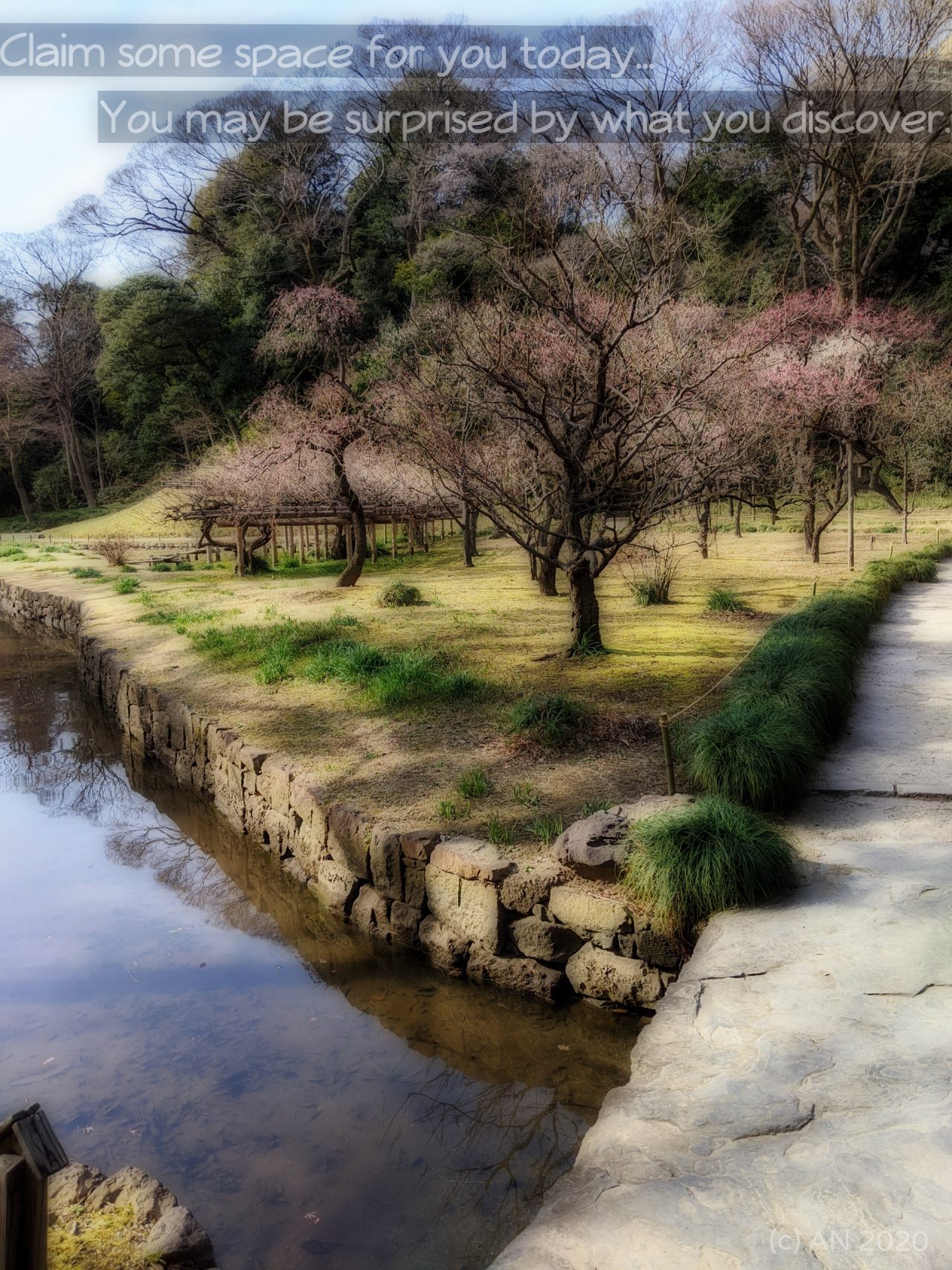 Picture of stream, garden and budding cherry blossoms