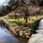 Picture of stream, garden and budding cherry blossoms